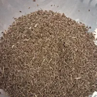 20کیلو زیره سبز امسالی  ا