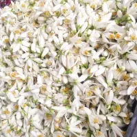 بهارنارنج تازه و دستچین اعلا