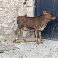 گوساله نر