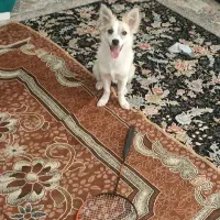 سگ چی واوا