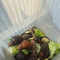 حلزون|خزنده|تهران, شهرک شهید باقری|دیوار