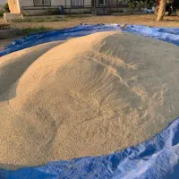 جو مخصوص بذری یا دام