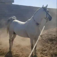 اسب سواری دار