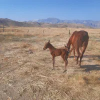 مادیان با کره