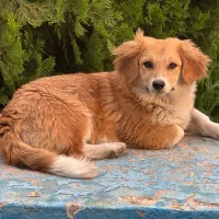 سگ پاکوتاه