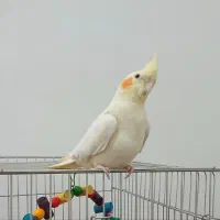 عروس هلندی گمشده