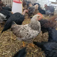 گلپایگانی گردن لخت برهما