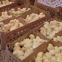 جوجه یکروزه راس308گوشتی