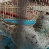 کوهی کرم خال هفت رنگ
