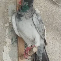 سلام سه عدد خطی سالم واکسن خورده