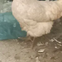 مرغ‌تخمگذار