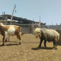 پازن قوچ قوچی درجه یک