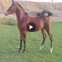 اسب|اسب و تجهیزات اسب‌سواری|سرپل ذهاب, |دیوار