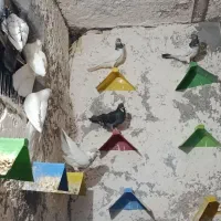 کفتر شیخی سربندر