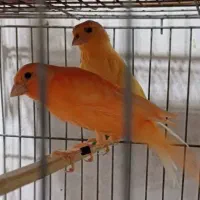 قناری سرخ ردفکتور