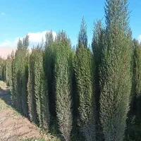 نهال نهالستان درخت پرتقال نارنگی سرونارنج لیموچهار