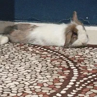 خرگوش لوپ ماده