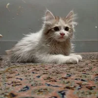 گربه ملوس