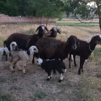 میش و بره شیشک