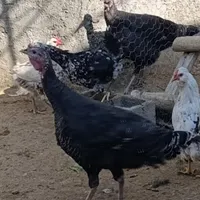 بوقلمون ماده