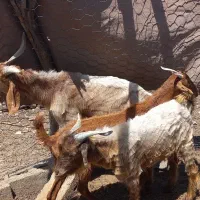 فروش کهره وغاز
