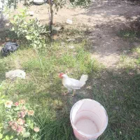 نیمچه خروس ۵ ماهه