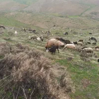 گوسفند فروشی