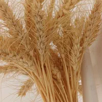 گندم برا فروش   مرغا سید صالح