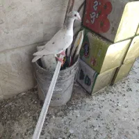 فروش ۱عدد جوجه پلاکی