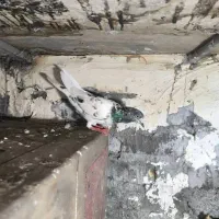 چند عدد کبوتر خوب پرشی به فروش میرسد