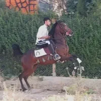 مادیان دو سر شجر کره سهیل مریخ زاده سلطان غلامی