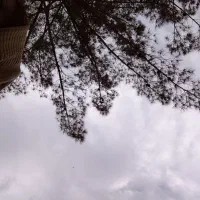 ترکه درخت پسته
