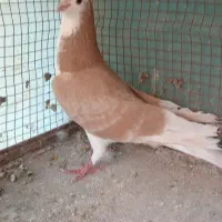 کبوتردمگیر