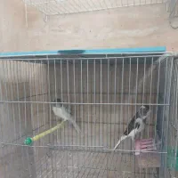 جفت قناری سفید طوسی