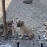 سگ پژدر