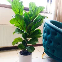 گیاه جذاب