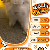 واگذاری خرگوش