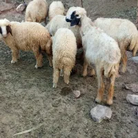 میش وبره