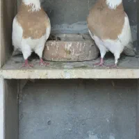 طوقی