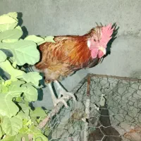 جوجه ۲عدد