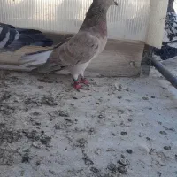 ۱۵۰۰۰|پرنده|نیشابور, سرآب کوشک|دیوار