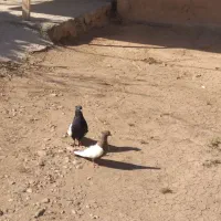 کفتر