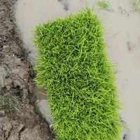 توم درجه یک هاشمی قیمت250