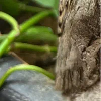 جوجه کاسکو خوشگل
