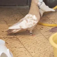سینه زرد بی عیب به شرط جوجه