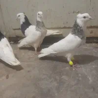 کفتر