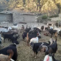 بز درجه یک داشتی