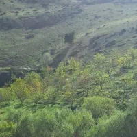 باغ-درختی-گردو-بادام