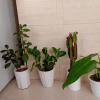 گل باگلدان