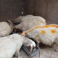 ۶راس میش داشتی